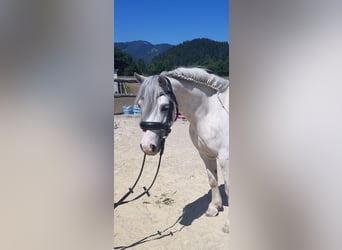 Welsh A (Mountain Pony), Mare, 6 years, 11.2 hh, Grey