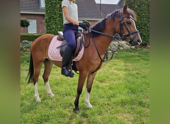 Welsh A (Mountain Pony), Mare, 6 years, 11,1 hh, Brown