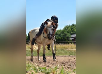 Welsh A (Mountain Pony), Mare, 6 years, 11,1 hh, Leopard-Piebald