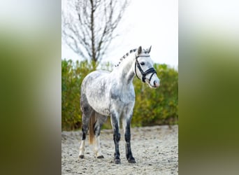 Welsh A (Mountain Pony), Mare, 6 years, 12 hh, Grey