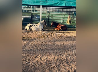 Welsh A (Mountain Pony), Mare, 6 years, 12,1 hh