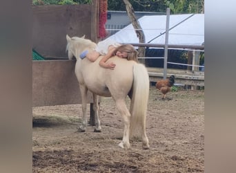 Welsh A (Mountain Pony), Mare, 7 years, 10,2 hh, Palomino