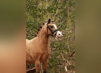 Welsh A (Mountain Pony), Mare, 7 years, 11.2 hh, Buckskin