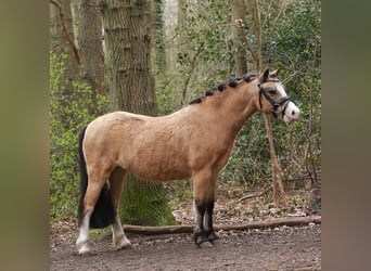 Welsh A (Mountain Pony), Mare, 7 years, 11.2 hh, Buckskin
