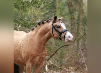 Welsh A (Mountain Pony), Mare, 7 years, 11.2 hh, Buckskin