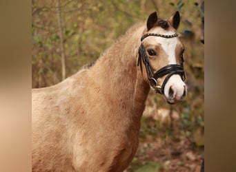 Welsh A (Mountain Pony), Mare, 7 years, 11.2 hh, Buckskin