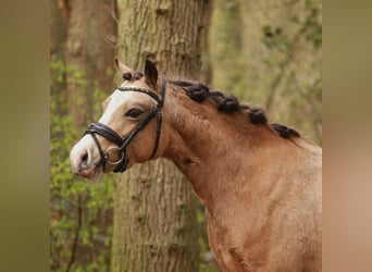 Welsh A (Mountain Pony), Mare, 7 years, 11.2 hh, Buckskin