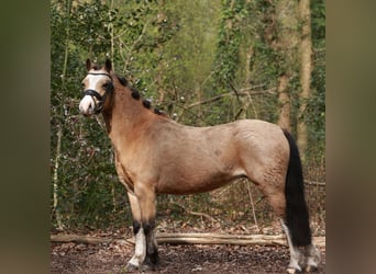 Welsh A (Mountain Pony), Mare, 7 years, 11.2 hh, Buckskin