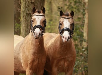 Welsh A (Mountain Pony), Mare, 7 years, 11.2 hh, Buckskin