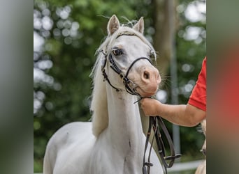 Welsh A (Mountain Pony), Mare, 7 years, 11,1 hh, Grey