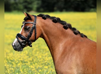 Welsh A (Mountain Pony), Mare, 7 years, 11,2 hh, Brown