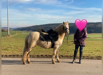 Welsh A (Mountain Pony), Mare, 7 years, 11,2 hh, Palomino