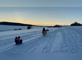 Welsh A (Mountain Pony), Mare, 7 years, 11,2 hh, Palomino
