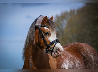 Welsh A (Mountain Pony), Mare, 7 years, 11,2 hh, Roan-Red