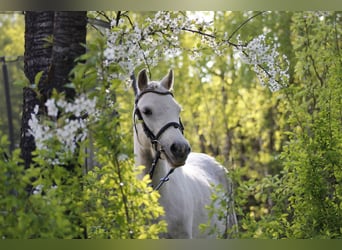 Welsh A (Mountain Pony), Mare, 7 years, 12 hh, Grey