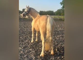 Welsh A (Mountain Pony), Mare, 7 years, 12 hh, Palomino