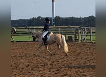Welsh A (Mountain Pony), Mare, 7 years, 12 hh, Palomino
