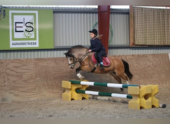 Welsh A (Mountain Pony), Mare, 8 years, 11.2 hh, Buckskin