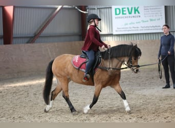 Welsh A (Mountain Pony), Mare, 8 years, 11.2 hh, Buckskin