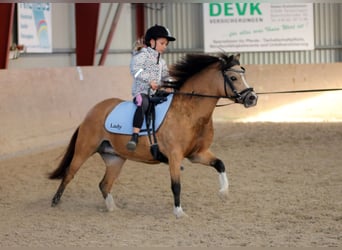 Welsh A (Mountain Pony), Mare, 8 years, 11.2 hh, Buckskin