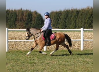 Welsh A (Mountain Pony), Mare, 8 years, 11.2 hh, Buckskin