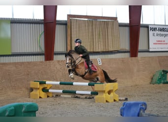 Welsh A (Mountain Pony), Mare, 8 years, 11.2 hh, Buckskin