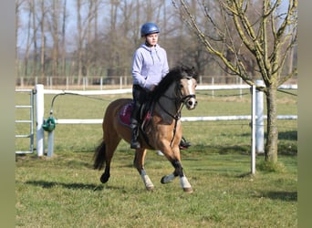 Welsh A (Mountain Pony), Mare, 8 years, 11.2 hh, Buckskin
