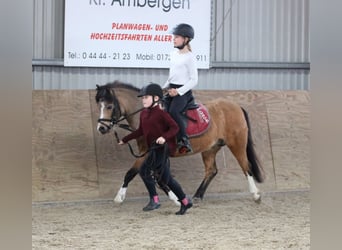 Welsh A (Mountain Pony), Mare, 8 years, 11.2 hh, Buckskin