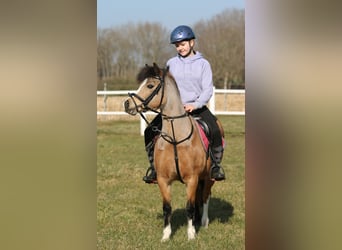 Welsh A (Mountain Pony), Mare, 8 years, 11.2 hh, Buckskin