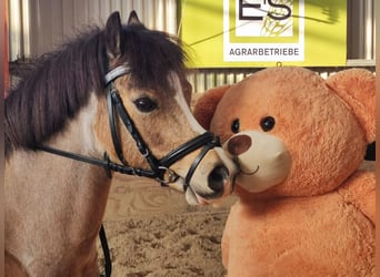 Welsh A (Mountain Pony), Mare, 8 years, 11.2 hh, Buckskin