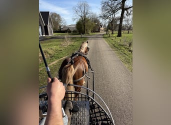 Welsh A (Mountain Pony), Mare, 8 years, 11,3 hh, Chestnut-Red