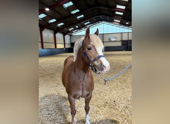 Welsh A (Mountain Pony), Mare, 8 years, 11,3 hh, Chestnut-Red