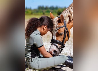 Welsh A (Mountain Pony), Mare, 8 years, 12.1 hh, Chestnut-Red