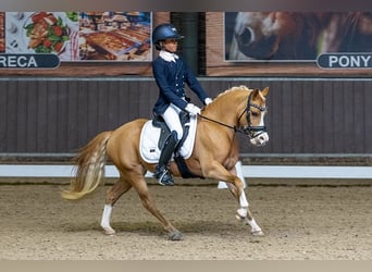 Welsh A (Mountain Pony), Mare, 8 years, 12.1 hh, Chestnut-Red