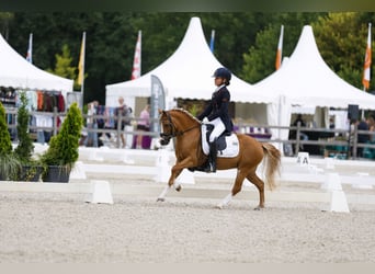 Welsh A (Mountain Pony), Mare, 8 years, 12.1 hh, Chestnut-Red