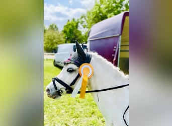 Welsh A (Mountain Pony), Mare, 8 years, 12 hh, Gray