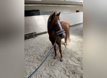 Welsh A (Mountain Pony), Mare, 9 years, 10,2 hh, Chestnut-Red