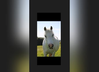Welsh A (Mountain Pony), Mare, 9 years, 11.2 hh, Grey