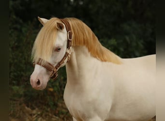 Welsh A (Mountain Pony), Mare, 9 years, 11,1 hh, Perlino