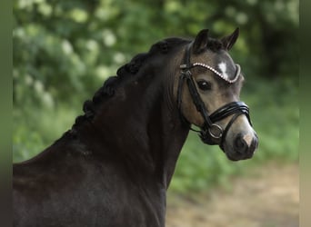 Welsh A (Mountain Pony), Mare, 9 years, 11,2 hh, Dun