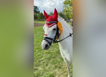 Welsh A (Mountain Pony), Mare, 9 years, 11,2 hh, Gray