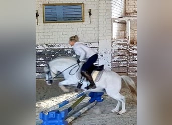 Welsh A (Mountain Pony), Mare, 9 years, 12 hh, Grey