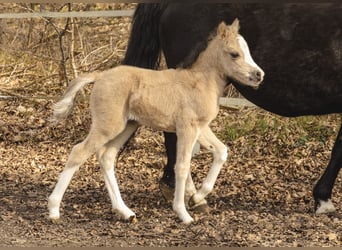 Welsh A (Mountain Pony), Mare, Foal (01/2026), 11.2 hh, Buckskin