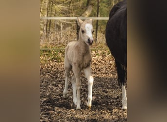 Welsh A (Mountain Pony), Mare, Foal (01/2026), 11.2 hh, Buckskin
