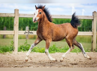 Welsh A (Mountain Pony), Mare, Foal (04/2025), 11,2 hh, Brown
