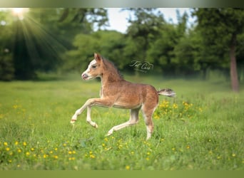 Welsh A (Mountain Pony), Mare, , 11,2 hh, Brown