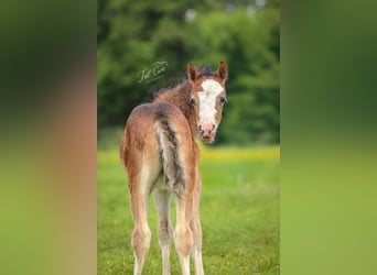Welsh A (Mountain Pony), Mare, , 11,2 hh, Brown