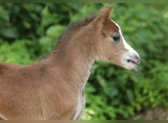 Welsh A (Mountain Pony), Mare, , 11,2 hh, Brown