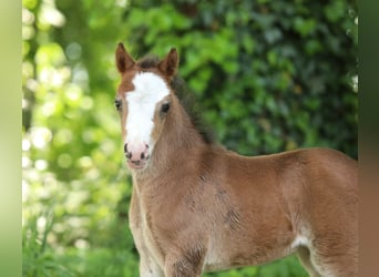 Welsh A (Mountain Pony), Mare, , 11,2 hh, Brown