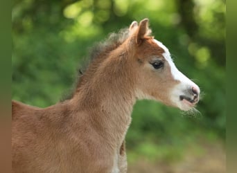 Welsh A (Mountain Pony), Mare, , 11,2 hh, Brown